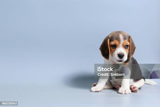 灰色の画面に 1 ヶ月純粋犬種ビーグル子犬 - 子犬のストックフォトや画像を多数ご用意 - 子犬, ビーグル, 可愛らしい