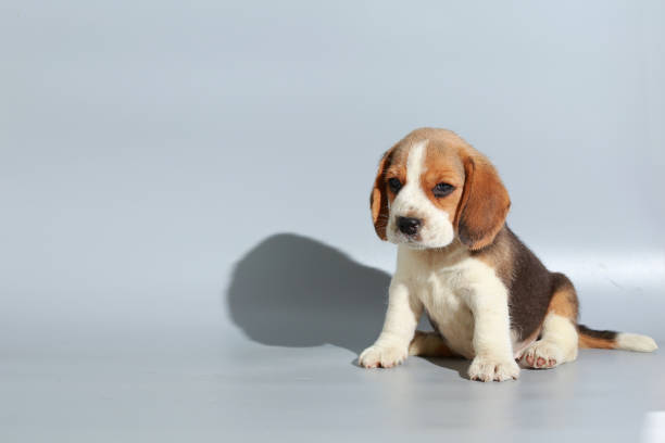 istock 1 month pure breed beagle Puppy on gray screen 865226630