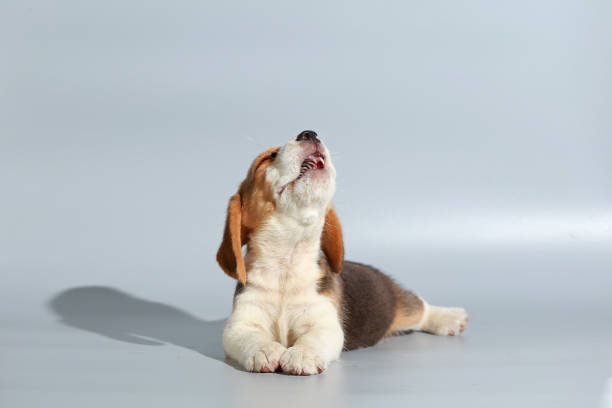 istock 1 month pure breed beagle Puppy on gray screen 865226834