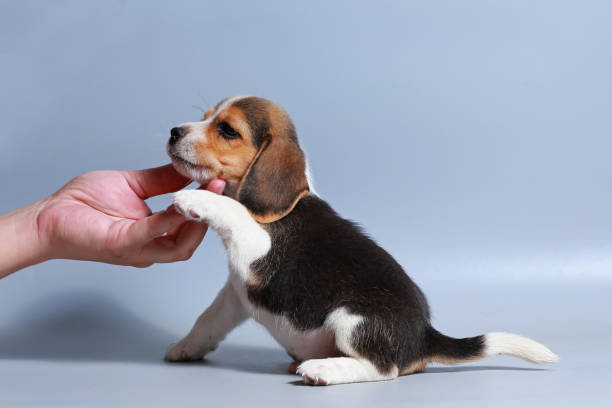 istock 1 month pure breed beagle Puppy on gray screen 865226856