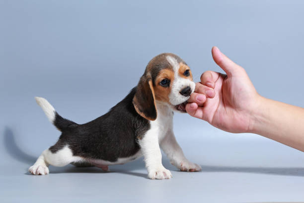 istock 1 month pure breed beagle Puppy on gray screen 865226882