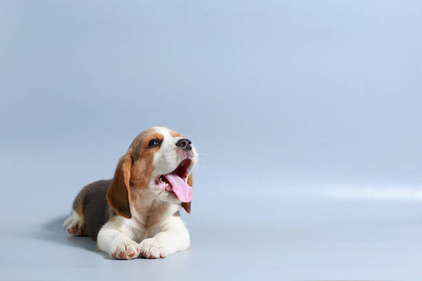 istock 1 month pure breed beagle Puppy on gray screen 865226908