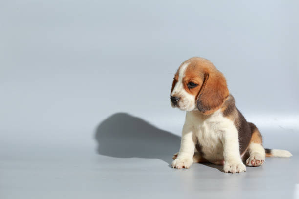 istock 1 month pure breed beagle Puppy on gray screen 865226984