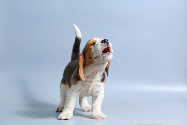 istock 1 month pure breed beagle Puppy on gray screen 865227016