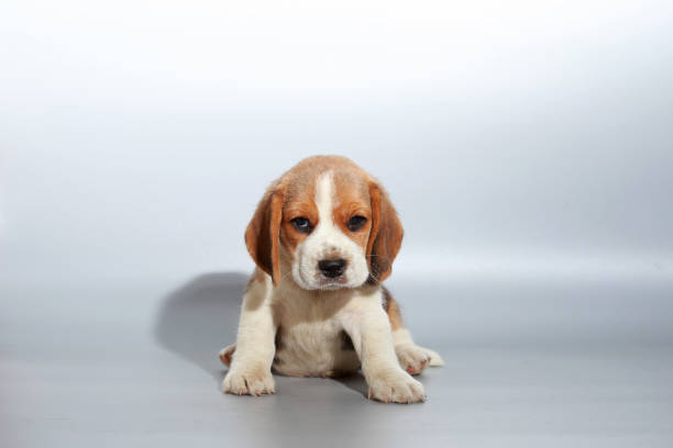 istock 1 month pure breed beagle Puppy on gray screen 865227104
