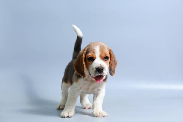 istock 1 month pure breed beagle Puppy on gray screen 865227120