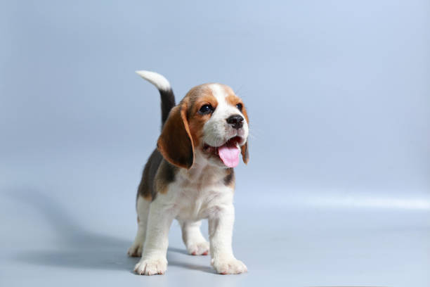 istock 1 month pure breed beagle Puppy on gray screen 865227164