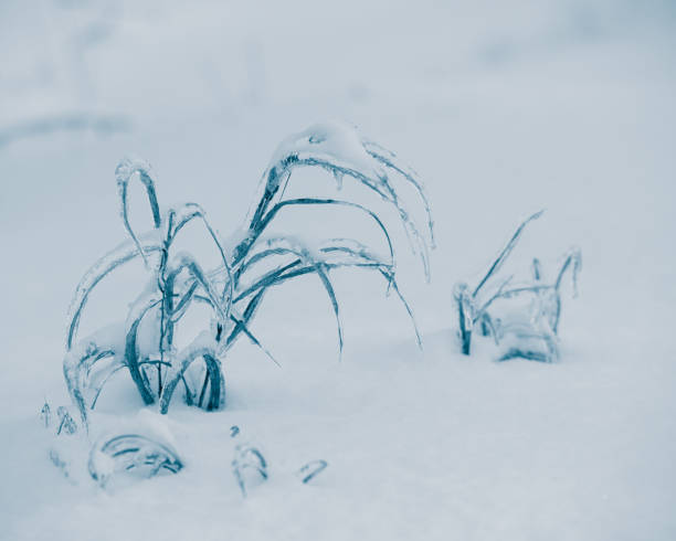 piante e neve e ghiaccio - branch dry defocused close up foto e immagini stock