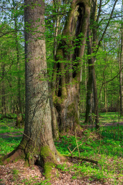 istock Monumental oak trees of Bialowieza Forest 865230414
