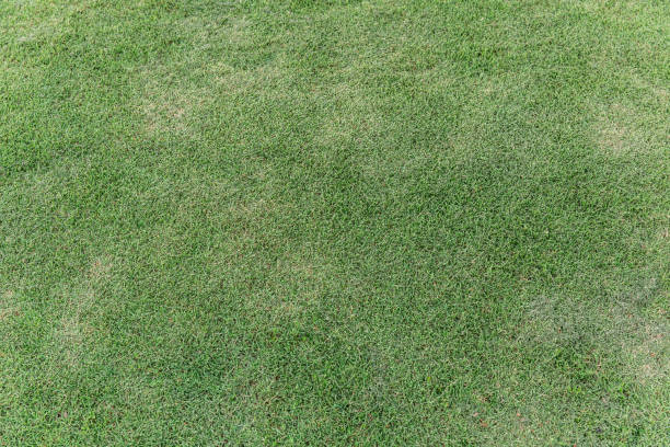 istock green glass field cutted 865234080