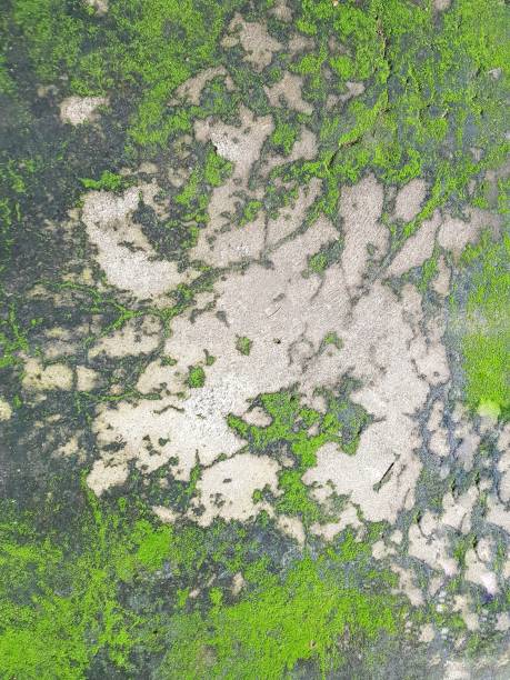 istock Green lichen stained on concrete floor 865234136