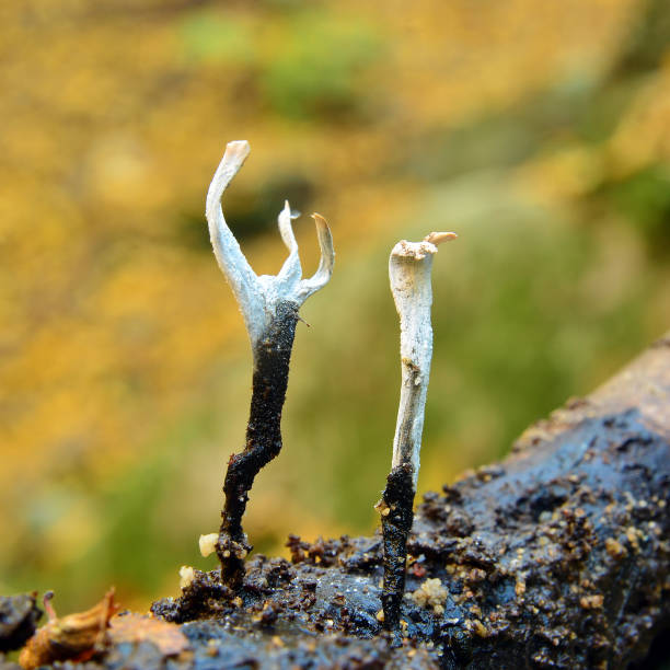 fungo xylaria iposylon - xylaria foto e immagini stock