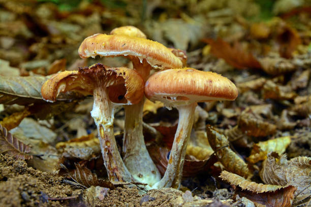 istock armillaria mellea mushroom 865234764