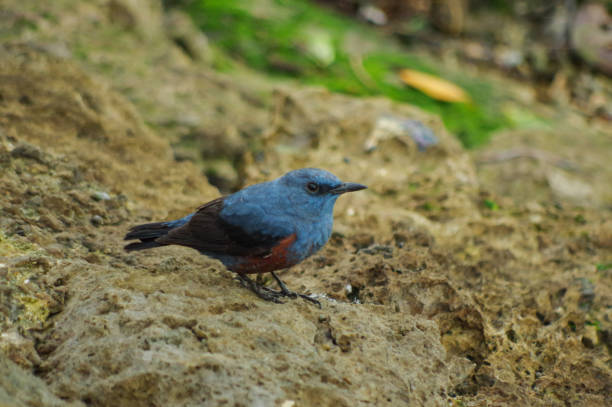 Blue Rock Thrush,Monticola solitarius