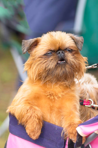 istock Brussels Griffon dog close-up 865237382