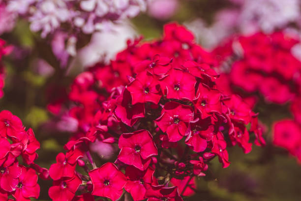 Blooming phlox \