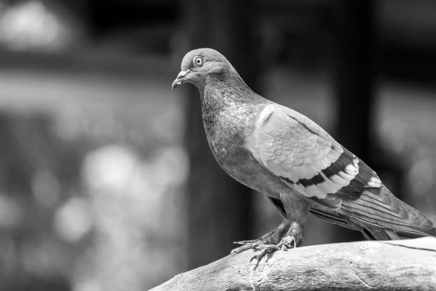 istock Rock pigeon, Rock dove on a tree branch. Black and white. 865242224