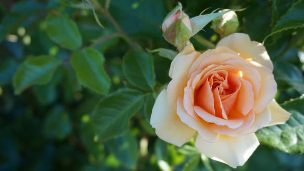 istock yellow rose and green laef 865242486