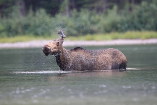 istock Moose feeding water plants in Pond in Glacier National Park in Montana 865242574