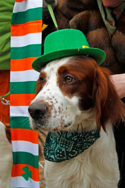 Irish red and white setter at the St. Patrick's Day Parade in the park Sokolniki in Moscow Moscow, Russia - March 19, 2016: Irish red and white setter at the St. Patrick's Day Parade in the park Sokolniki in Moscow irish red and white setter stock pictures, royalty-free photos & images