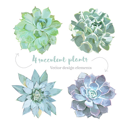 Rosette shaped succulents Echeveria vector design set. Mint, green, purple, blue colored flowers on white. Desert decorative plants collection. Watercolor style. All elements are isolated and editable