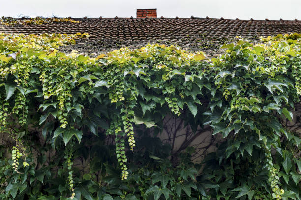 istock red roof with a chimney covered with green ivy 865245930