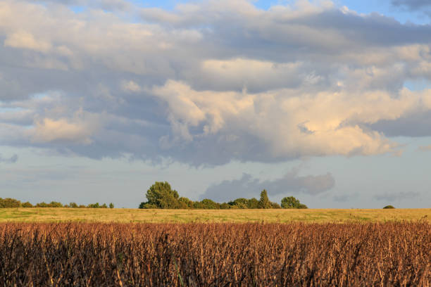 istock Sussex Farmland 865246004