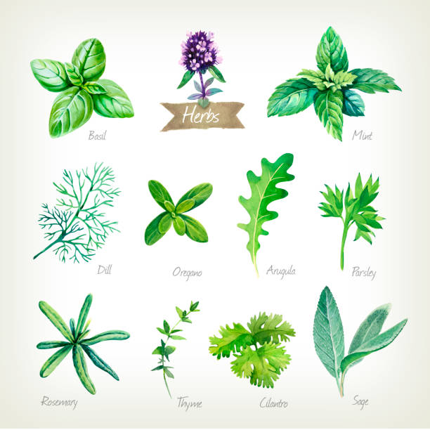 ilustrações de stock, clip art, desenhos animados e ícones de culinary herbs collection watercolor illustration with clipping paths - cilantro parsley spice white background