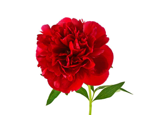 istock Peony flower isolated on white background 865246344