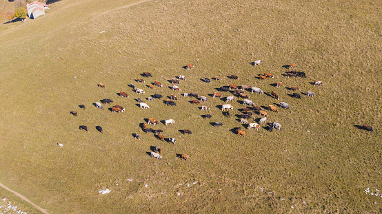 Aerial drone view of cows grazing on Linzone mountain, province of Bergamo during autumn