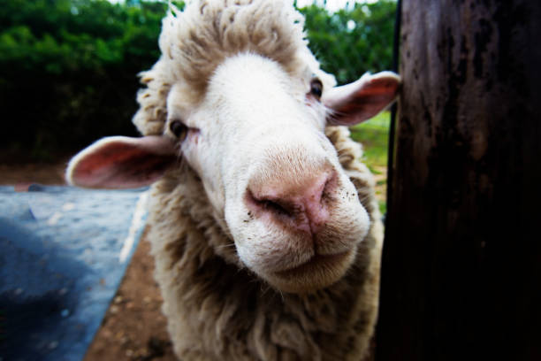 Sheeps head looking at camera Sheeps head looking at camera sheep flock stock pictures, royalty-free photos & images