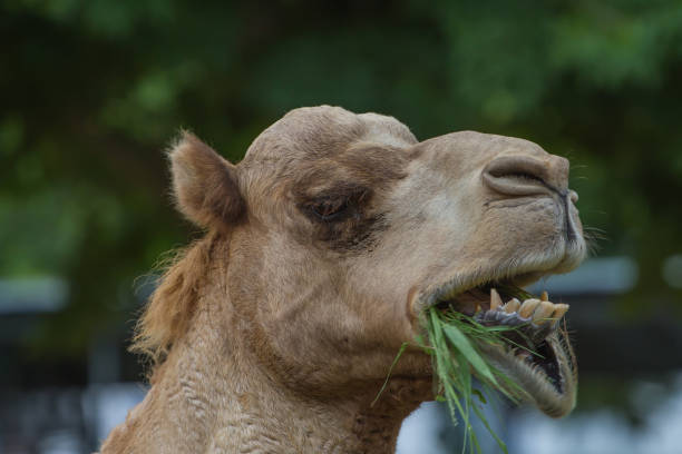 istock Camels eat hay on a camel farm 865252222