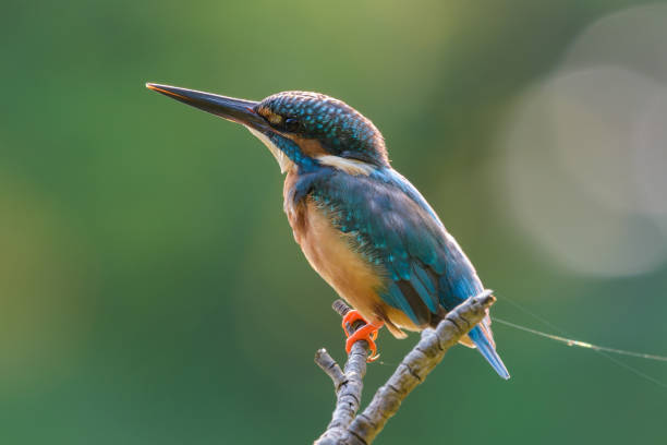 istock Male Common Kingfisher Looking Up 865253020