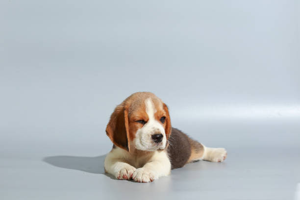 istock 1 month pure breed beagle Puppy on gray screen 865253118