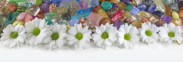 a row of white daisies in front of a random mix of tumbled healing stones of all colours ideal for a website header