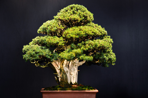 It is a potted pine bonsai.