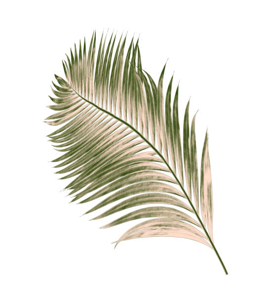 istock green leaves of palm tree isolated on white background 865253434