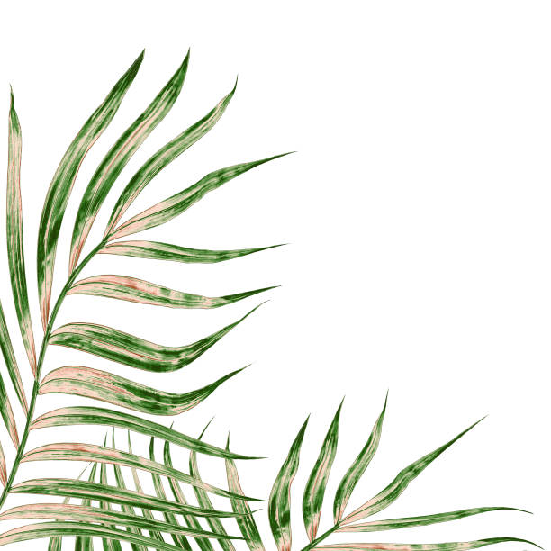 istock Green leaves of palm tree isolated on white background 865253446