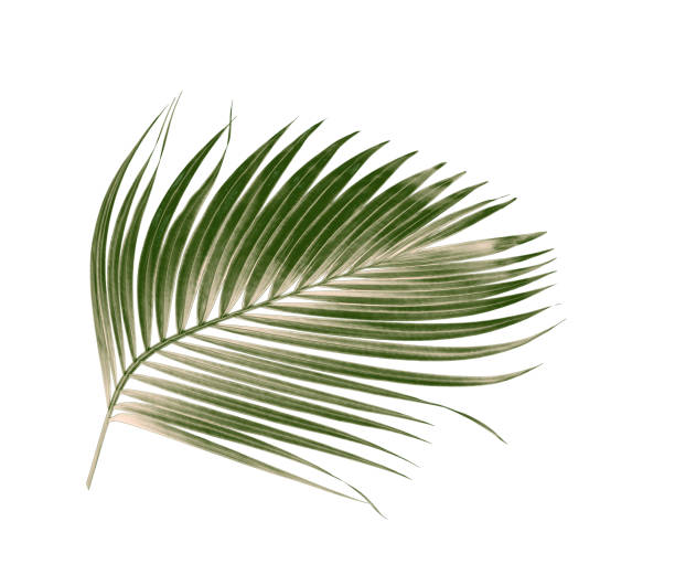 istock green leaves of palm tree isolated on white background 865253606