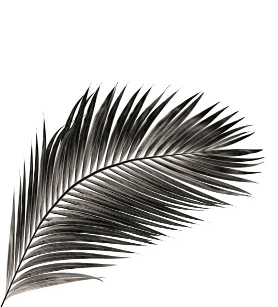 istock leaf of palm tree isolated on white background 865253626
