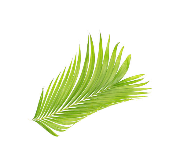 istock green leaves of palm tree isolated on white background 865253908