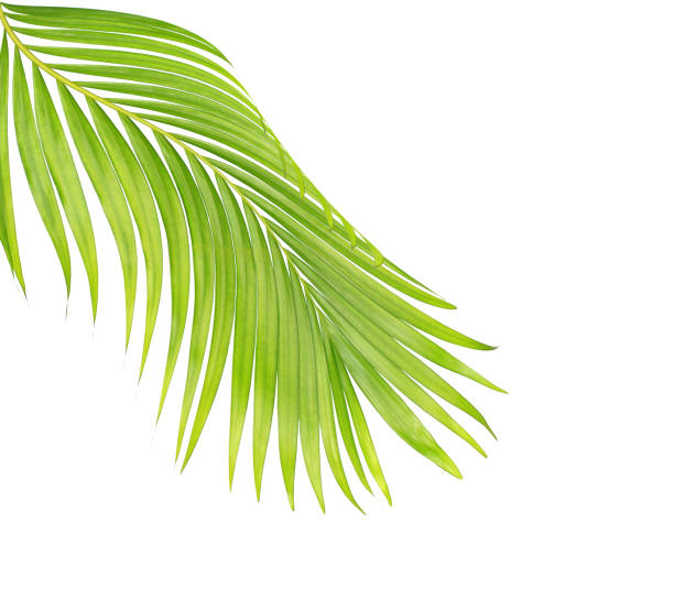 istock green leaves of palm tree isolated on white background 865253910