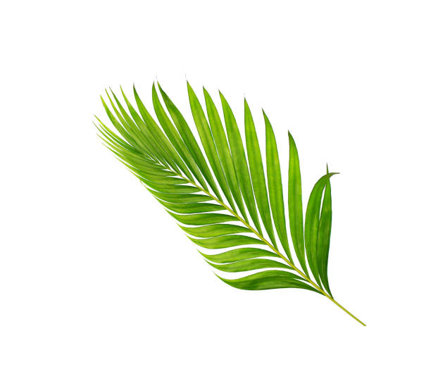 istock green leaves of palm tree isolated on white background 865253912
