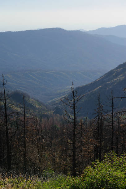 istock Pine Trees in Sequoia National Park 865254528