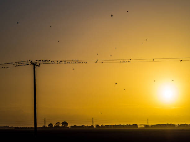 Starlings on power wires silhouetted Starling birds silhouetted at sunrise on power lines nigel pack stock pictures, royalty-free photos & images
