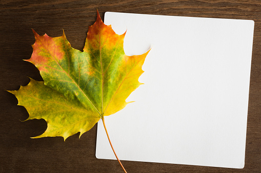 Welcome autumn. White blank autumn greeting card with beautiful, fresh, yellow maple leaves. Mock up for holiday post cards and seasonal offers as advertising. Empty place for a text. Top view.