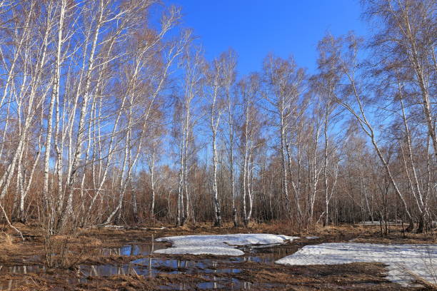 Birch grove on a spring day in Russia in the Altai