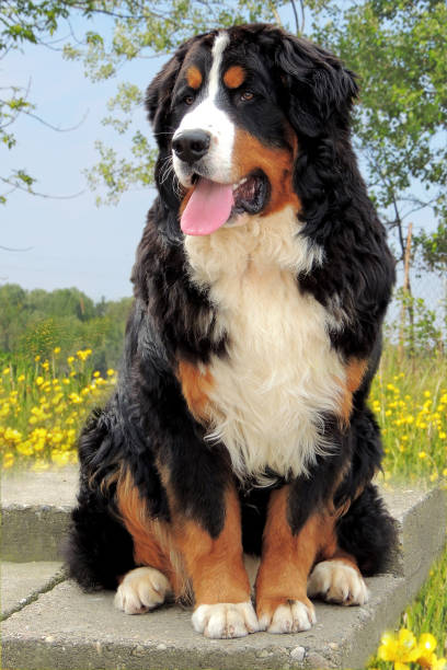 istock Bernese Mountain Dog enjoys nature 865257876