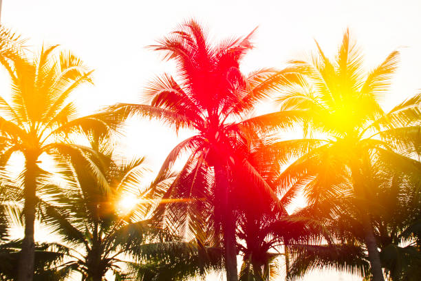 palmiers tropicaux sur fond de ciel - beach 2013 usa sky photos et images de collection