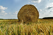 heuballen-landwirtschaft-feld-mit-sky.jpg?b=1&s=170x170&k=20&c=xtRCPH41Ys_7gTAIxzzlZyIHwbPLytLalHBtRuKYzvs=
